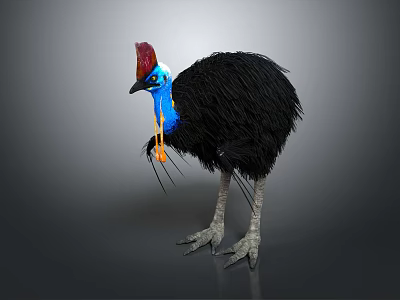 Cassowary Bird With Red Casque Blue Head Yellow Wattle And Black Feathers 3d model