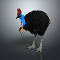 Cassowary Bird With Red Casque Blue Head Yellow Wattle And Black Feathers