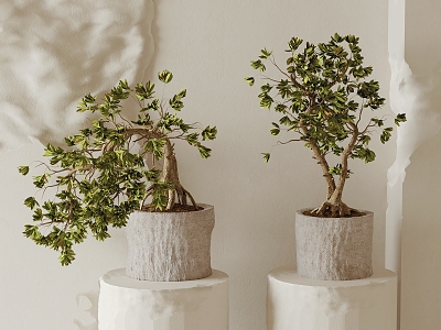 Green Plant Bonsai model