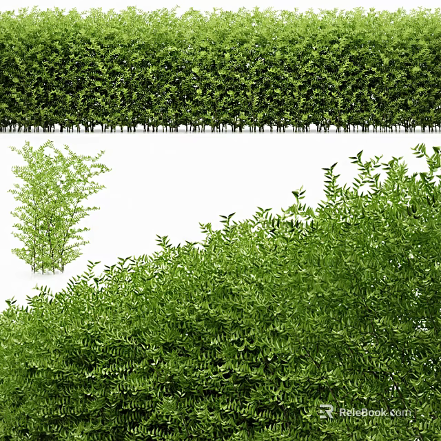 Lush Green Shrub Hedge With Dense Foliage And Single Plant Varieties 3d model 