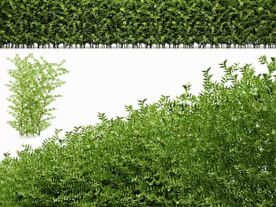 Lush Green Shrub Hedge With Dense Foliage And Single Plant Varieties 3d model