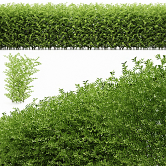 modern shrub hedgerow 3d model