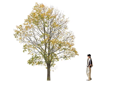 Tall Arbor With Yellow And Green Leaves And A Pedestrian Standing Beside 3d model