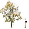 Tall Arbor With Yellow And Green Leaves And A Pedestrian Standing Beside