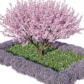Cherry Blossom Tree with Pink Flowers Surrounded by Green Grass White Flowers and Purple Lavender