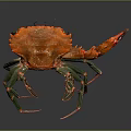 Vibrant Orange Crab With Green And Red Legs On Dark Background