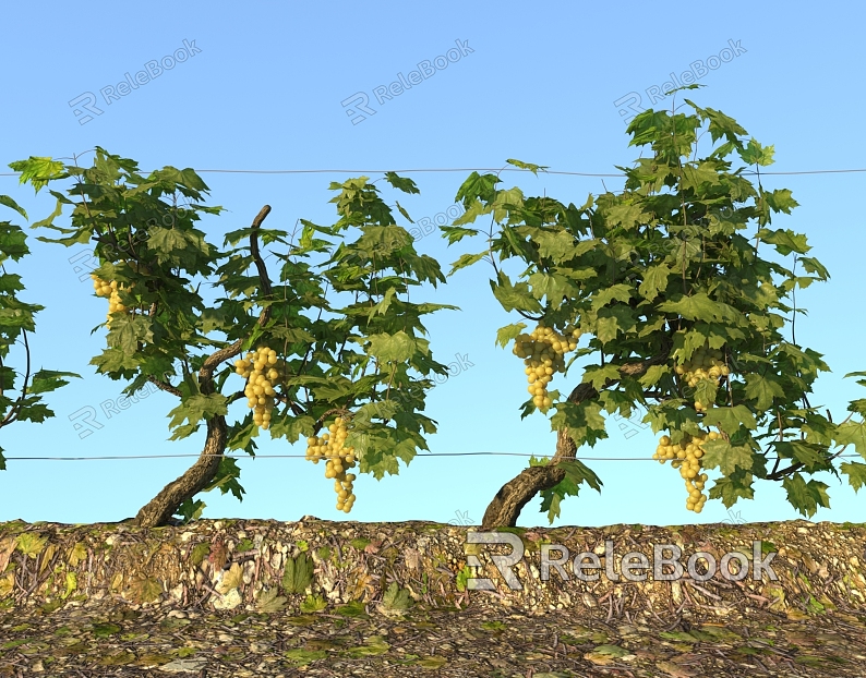 Grape Grape Shelf Xinjiang Farm Climbing Plant Field Shrub model