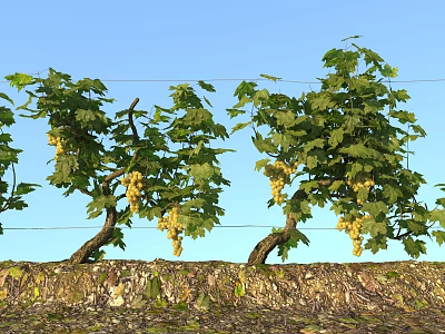 Lush Green Vine With Grape Clusters Growing On Stone Wall Under Blue Sky 3d model