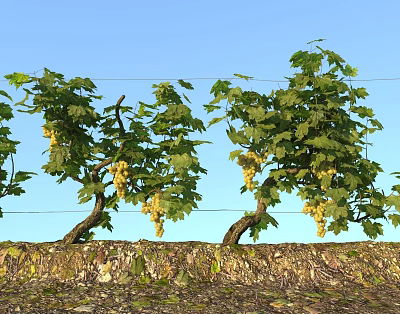 Lush Green Vine With Grape Clusters Growing On Stone Wall Under Blue Sky 3d model Lush Green Vine With Grape Clusters Growing On Stone Wall Under Blue Sky 3d model