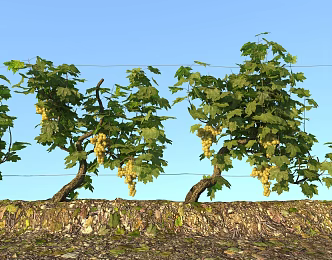 Grape Shelf Xinjiang Farm Climbing Plant Field Shrub 3d model