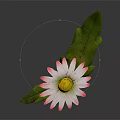 Daisy Plant With White Pink Rimmed Petals Green Stem And Leaves