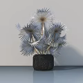 Bonsai Plant With Silver Feathery Leaves In Black Carved Pot For Modern Indoor Decor