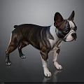 Boston Terrier Dog With Brown Black And White Coat Standing On Shiny Floor