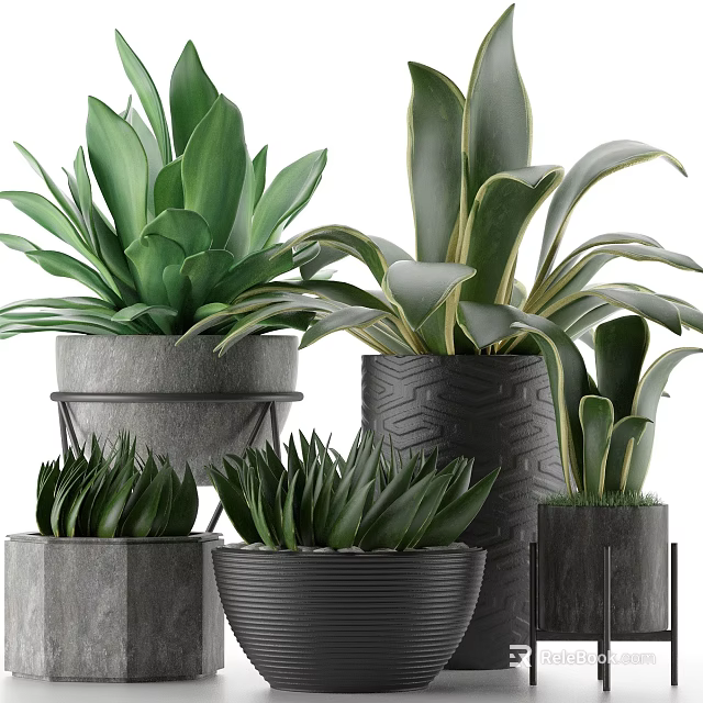 Lush Green Leafy Potted Plants With Decorative Ceramic Pots And Various Foliage Designs 3d model 