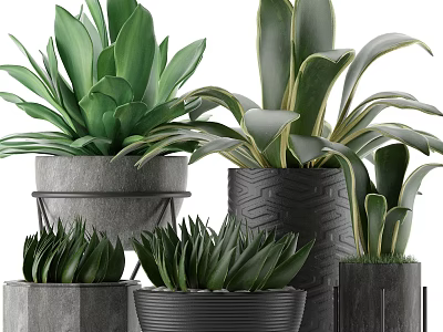 Lush Green Leafy Potted Plants With Decorative Ceramic Pots And Various Foliage Designs 3d model