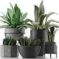 Lush Green Leafy Potted Plants With Decorative Ceramic Pots And Various Foliage Designs