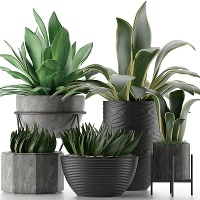 Lush Green Leafy Potted Plants With Decorative Ceramic Pots And Various Foliage Designs 3d model