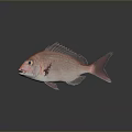 Red Fish With Shiny Scales And Sharp Fins Swimming In Dark Background