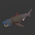 Realistic Gray Shark With Open Mouth Showing Red Teeth On Dark Display Surface