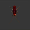 Red and Brown Cockroach With Long Antennae And Yellow Legs On Dark Background