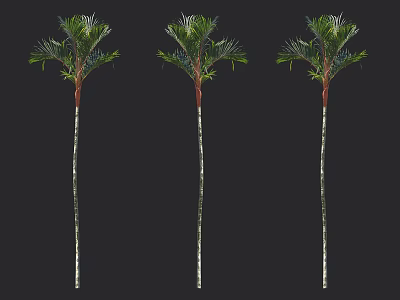 Tall Green Palm Trees with Slender Trunks and Lush Fronds 3d model