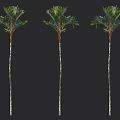 Tall Green Palm Trees with Slender Trunks and Lush Fronds
