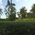 Scenic Garden Landscape With Palm Trees Sunflowers Green Shrubs Under Blue Sky And White Clouds