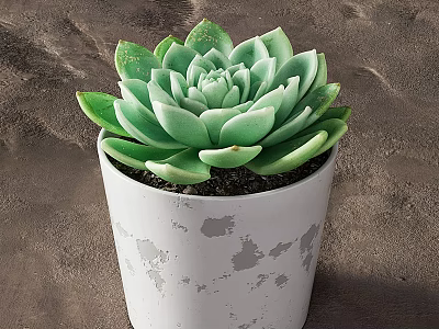 Green Leaf Succulent Potted Plant In White Pot With Gray Spots On Brown Surface 3d model