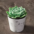 Green Leaf Succulent Potted Plant In White Pot With Gray Spots On Brown Surface