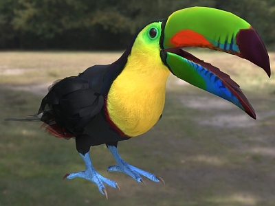 Rainbow toucan Thick-billed toucan named subspecies Rainbow-billed toucan Rainbow and Bird Animal Creatures model