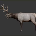 Deer With Large Antlers Grayish White And Brown Body On Gray Background