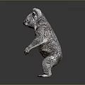 Realistic Koala Standing Upright With Detailed Fur On Gray Background