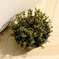 Indoor Bonsai Plant With Lush Green Leaves In Gray Bowl Shaped Pot On Wooden Table