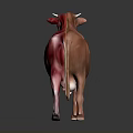 Cow Muscle Anatomy 3D Anatomical Model Showing Detailed Muscular Structure