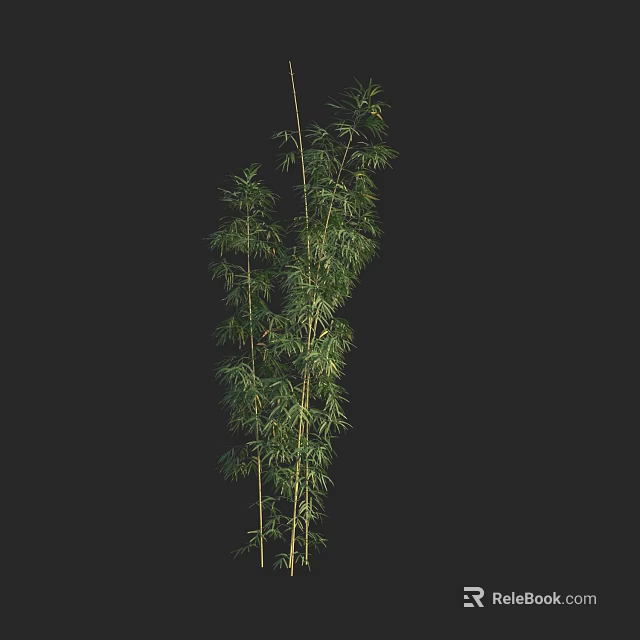 Tall Green Bamboo Plant With Fresh Lush Foliage And Slender Stems 3d model 