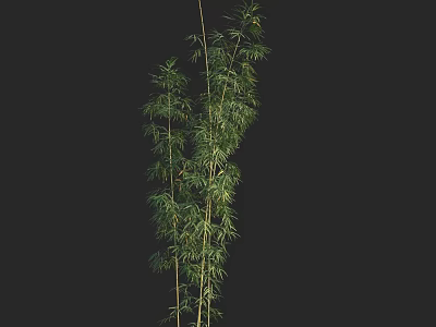 Tall Green Bamboo Plant With Fresh Lush Foliage And Slender Stems 3d model