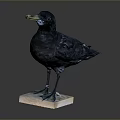 Black Bird Standing On Square Wooden Base With Detailed Feathers