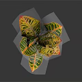 Vibrant Variegated Leaves Plant in Black Ceramic Pot on Dark Background