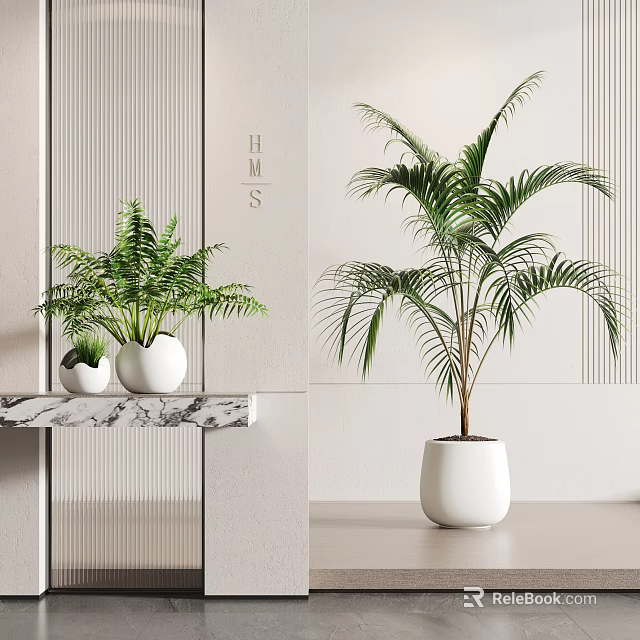 Indoor Potted Ferns and Palm Plant in White Pots for Modern Interior 3d model 