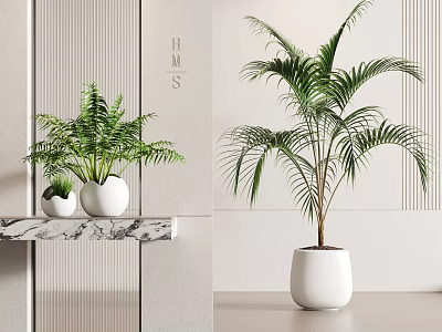 Indoor Potted Ferns and Palm Plant in White Pots for Modern Interior 3d model