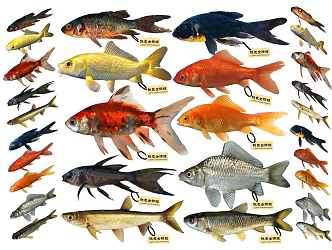 Modern Fish Koi Carp Crucian Carp Grass Carp Specimen 3d model
