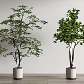 Two Different Bonsai Tree Varieties in White Pots for Indoor Decor
