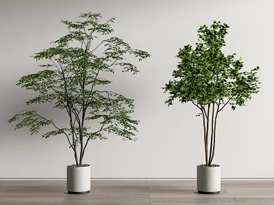 Two Different Bonsai Tree Varieties in White Pots for Indoor Decor 3d model