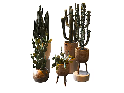 Multiple Cactus Potted Plants with Unique Planter Designs for Indoor Decor 3d model