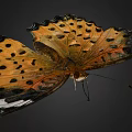 Vibrant Orange Butterfly With Black Spots And White Markings On Delicate Patterned Wings
