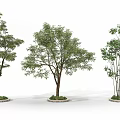 Three Arbor Trees Featuring Different Shapes Sturdy Trunks Green Leaves And Circular Bases 3d model