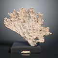 Aquatic Animal Coral Natural Branching Structure Specimen Displayed On Black Base