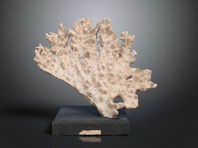 Modern Coral Red Coral White Coral Blue Coral 3d model