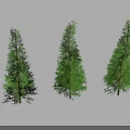Three Tall Green Evergreen Trees with Lush Foliage and Trunks and Long Shadows on Ground