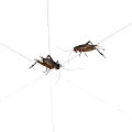 Two Reptiles On White Background Displaying Natural Body Features And Posture